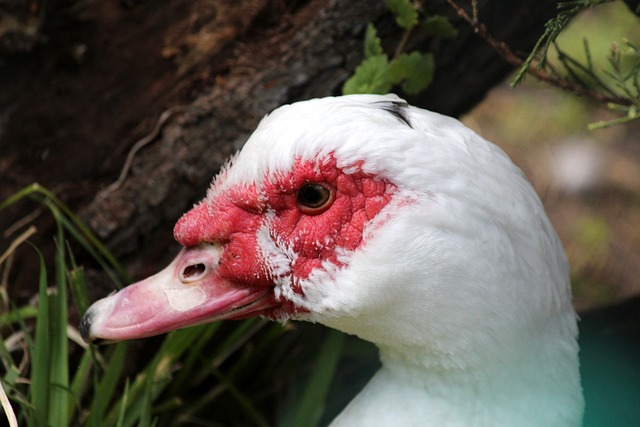特勒交出球 特勒交出球